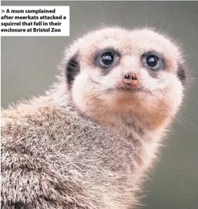  ??  ?? A mum complained after meerkats attacked a squirrel that fell in their enclosure at Bristol Zoo