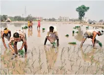  ?? PRABHJOT GILL ?? NO SHOOTS A paddy farm on the outskirts of Amritsar