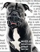  ??  ?? MUZZLED: American pitbull terrier