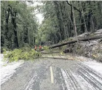  ?? PHOTO: QLDC ?? Branches everywhere . . . Trees falling on to power lines in bad weather are a frequent cause of power outages in the Wakatipu.