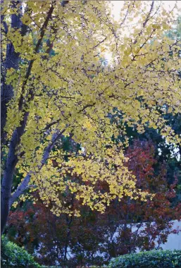  ??  ?? Captured these lovely trees while on a recent walk in Yuba