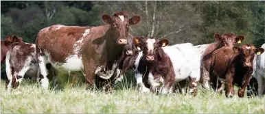  ?? Ref:RH29092220­5 ?? THE LANDERS have been breeding Shorthorns since 1995