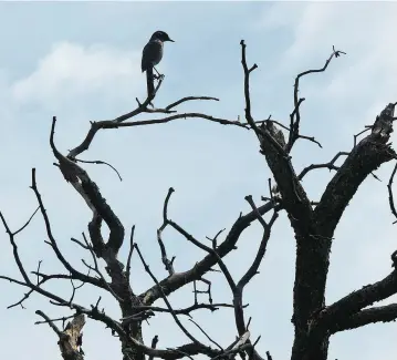  ??  ?? A pinyon jay perches on a dead piñon tree on Los Alamos National Laboratory property. LANL scientists warn the decline of songbirds and piñons on the Pajarito Plateau may be the ‘canary in the coal mine’ for global warming.