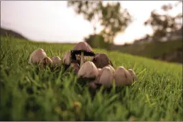  ?? PHOTOS BY JASON ARMOND — LOS ANGELES TIMES ?? A cluster of mushrooms in Canyon View Park on Jan. 12, in Aliso Viejo.