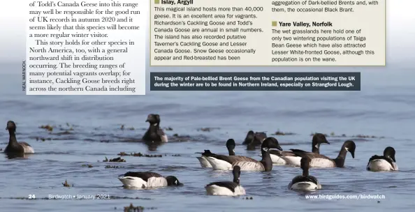  ??  ?? The majority of Pale-bellied Brent Geese from the Canadian population visiting the UK during the winter are to be found in Northern Ireland, especially on Strangford Lough.