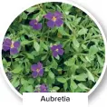  ?? ?? Aubretia