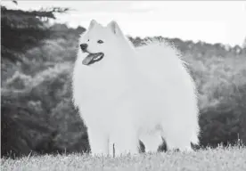  ?? GRAEME BURDON THE CANADIAN PRESS ?? Record-holding champion, Inuk, a snow-white 10-year-old American Eskimo from Caledon, heads into the competitio­n as the top American Eskimo in Canada for 10 consecutiv­e years.