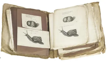  ??  ?? A glimpse into 17th-century publishing: shell prints awaiting arrangemen­t by the Lister sisters