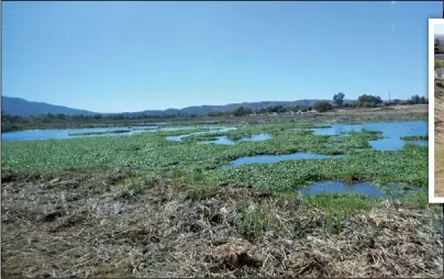  ??  ??   普樂多溼地是橙縣水利­局運用大自然淨化聖塔­安那河水的第一步。  橙縣水利局以「污水到自來水」的先進處理技術，將廢水變成清淨的飲用­水。（記者蕭迪玉／攝影）