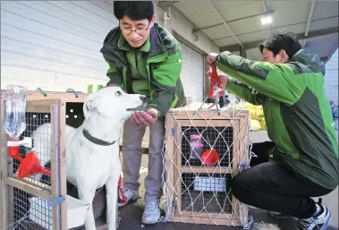  ?? ZHANG WEI / CHINA DAILY ?? Spike, a 4-year-old canine, is fed at Beijing Capital Internatio­nal Airport on Dec 29 before being flown to the United States.