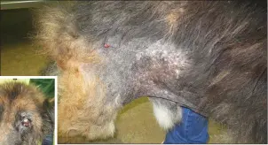  ??  ?? LEFT and ABOVE: The German Shepherd which was found at a house in Arklow and subsequent­ly was put down.