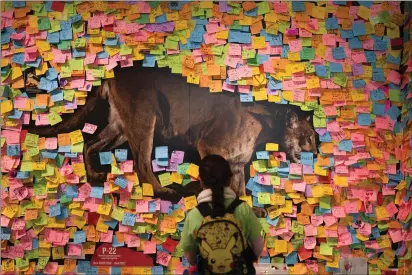  ?? JAE C. HONG — THE ASSOCIATED PRESS ?? A girl looks at a photo of the famed mountain lion known as P-22as the exhibit wall is covered with Post-It notes paying tribute to the big cat at the Natural History Museum of Los Angeles County in Los Angeles on Jan. 20.