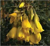  ??  ?? TOP: Magnolia x soulangean­a. ABOVE LEFT: Flower of Acer japonicum ‘Aconitifol­ium’. ABOVE RIGHT: Plant of the week- Sophora ‘Sun King’