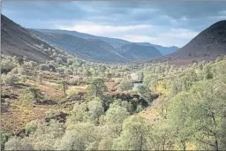  ??  ?? Alladale reserve in Sutherland where wolves could be released