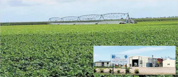  ?? PHOTO: CONTRIBUTE­D ?? BIG OPERATION: Blue Ribbon has become one of Australia’s premium mung bean exporters.