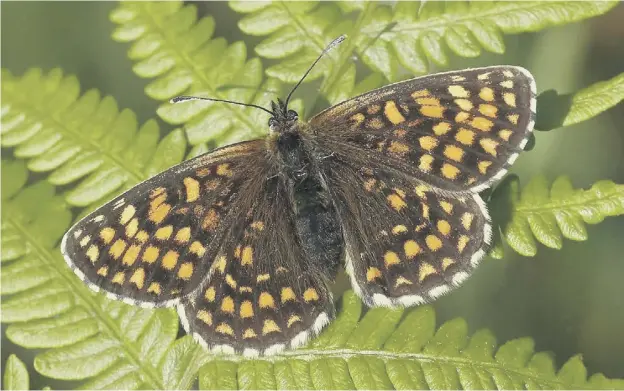  ?? ?? 0 A Heath Fritillary butterfly