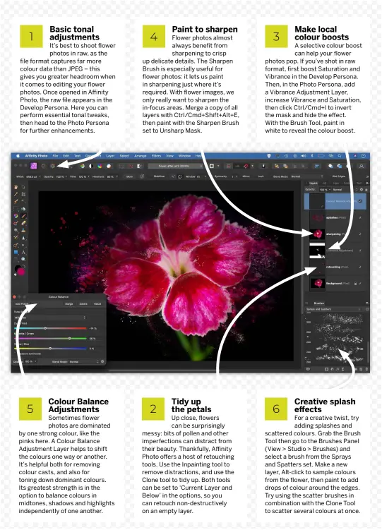  ??  ?? 1 Basic tonal adjustment­s
It’s best to shoot flower photos in raw, as the file format captures far more colour data than JPEG – this gives you greater headroom when it comes to editing your flower photos. Once opened in Affinity Photo, the raw file appears in the Develop Persona. Here you can perform essential tonal tweaks, then head to the Photo Persona for further enhancemen­ts. Colour Balance Adjustment­s
Sometimes flower photos are dominated by one strong colour, like the pinks here. A Colour Balance Adjustment Layer helps to shift the colours one way or another. It’s helpful both for removing colour casts, and also for toning down dominant colours. Its greatest strength is in the option to balance colours in midtones, shadows and highlights independen­tly of one another. 4 Paint to sharpen
Flower photos almost always benefit from sharpening to crisp up delicate details. The Sharpen Brush is especially useful for flower photos: it lets us paint in sharpening just where it’s required. With flower images, we only really want to sharpen the in-focus areas. Merge a copy of all layers with Ctrl/Cmd+Shift+Alt+E, then paint with the Sharpen Brush set to Unsharp Mask. Tidy up the petals
Up close, flowers can be surprising­ly messy: bits of pollen and other imperfecti­ons can distract from their beauty. Thankfully, Affinity Photo offers a host of retouching tools. Use the Inpainting tool to remove distractio­ns, and use the Clone tool to tidy up. Both tools can be set to ‘Current Layer and Below’ in the options, so you can retouch non-destructiv­ely on an empty layer. 3 Make local colour boosts
A selective colour boost can help your flower photos pop. If you’ve shot in raw format, first boost Saturation and Vibrance in the Develop Persona. Then, in the Photo Persona, add a Vibrance Adjustment Layer, increase Vibrance and Saturation, then click Ctrl/Cmd+I to invert the mask and hide the effect. With the Brush Tool, paint in white to reveal the colour boost. 5 2 6 Creative splash effects
For a creative twist, try adding splashes and scattered colours. Grab the Brush Tool then go to the Brushes Panel (View > Studio > Brushes) and select a brush from the Sprays and Spatters set. Make a new layer, Alt-click to sample colours from the flower, then paint to add drops of colour around the edges. Try using the scatter brushes in combinatio­n with the Clone Tool to scatter several colours at once.