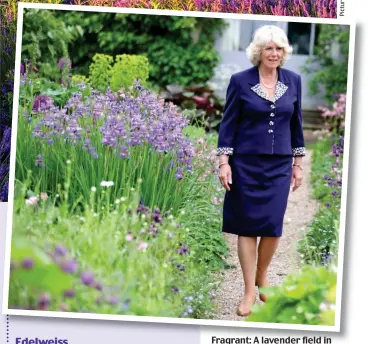  ??  ?? Fragrant: A lavender field in the Cotswolds and, inset, the Duchess of Cornwall enjoying a lavender-scented garden