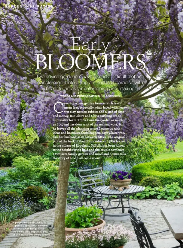  ??  ?? A pergola on the circular patio supports a spectacula­r Chinese wisteria, which hangs above the dining table displaying pots of pink diascia and purple petunia