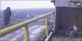  ?? ?? Fred and Wilma, the Peregrine Falcon couple nesting at the GM Cadillac headquarte­rs in Warren.