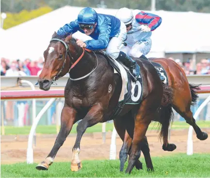  ?? ?? Revenire is one of two horses John Manzelmann has aimed at Burdekin. Picture: Grant Peters Trackside Photograph­y