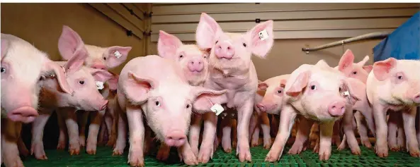  ?? FOTO: COUNTRYPIX­EL/FOTOLIA ?? Gegen Schweinere­ien: Ein neues Siegel soll Verbrauche­rn beim Fleischkau­f bald signalisie­ren, wenn Tiere höhere Standards bei der Haltung hatten. Es gibt allerdings Kritik.
