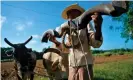  ??  ?? A farmer works in a field using oxen to plough the land in Los Palacios, Pinar del Rio province. Photograph: Yamil Lage/AFP via Getty Images