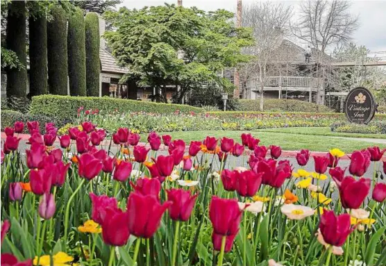  ??  ?? Stop and smell the tulips: red tulips bloom in the garden in front of the vintage Inn in Napa valley’s yountville, California. — mCt