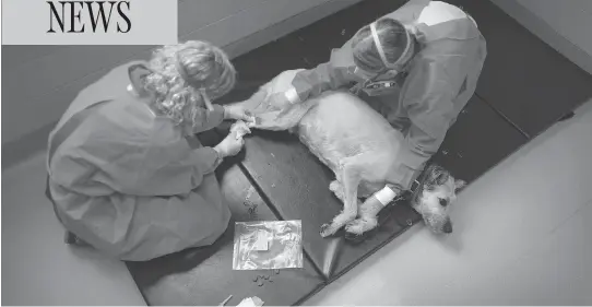  ?? PHOTOS: PETER J. THOMPSON / NATIONAL POST ?? Geri Higginson, left, and Melanie Brooks administer chemothera­py to Bosco. Dogs, who have accelerate­d lifespans, are being increasing­ly used for clinical drug trials.