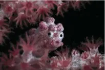  ??  ?? The tiny Bargibant’s seahorse is a classic Wakatobi resident