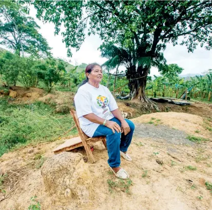  ?? FOTO ?? Doña María Inés Guisao (foto) y su familia estuvieron desterrado­s por casi 20 años. Hoy disfrutan de su tierra y tienen proyectos de exportar plátano a Europa y EE. UU.