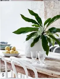  ??  ?? 5. Frangipani leaves in a textured white pot from Adairs lend a relaxed feel.
5