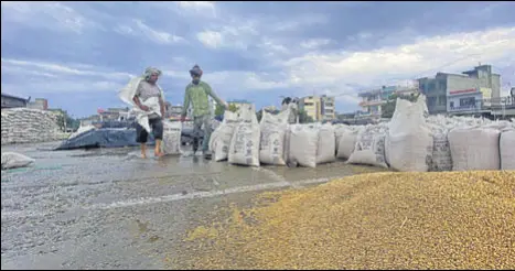  ?? GURPREET SINGH/HT ?? Labourers filling wheat in sacks following a downpour at a grain market in Ludhiana on Friday.