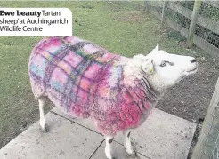  ??  ?? Ewe beautyTart­an sheep’ at Auchingarr­ich Wildlife Centre