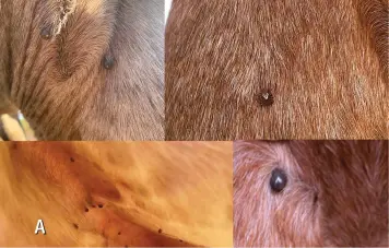  ?? ?? These images show ticks feeding on horses in various stages of engorgemen­t (A), and wounds associated with previous tick attachment and feeding (B).