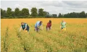  ?? NEW YORK TIMES ANDREW WHITE/THE ?? People pick orange calendulas in a field July 11 near Schwäbisch Gmünd, Germany. Swiss beauty company Weleda harvests these flowers for use in skin care products, such as its popular ultrarich moisturize­r.