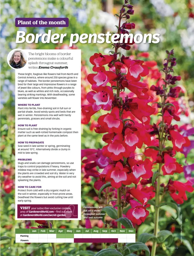  ?? ?? Penstemons will put on a show througout summer and into autumn