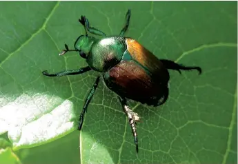  ?? ?? Les insectes envahisseu­rs causent des problèmes qui peuvent toucher plusieurs domaines ou industries, dont l’agricultur­e. Par exemple, le scarabée japonais, qui est originaire d’Asie, attaque 300 espèces de plantes cultivées ou sauvages.