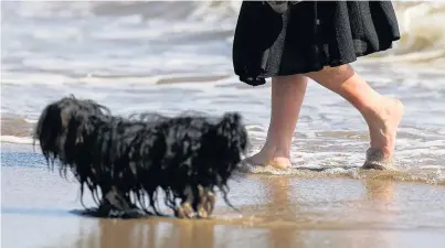  ??  ?? > Dog owners who fall foul of laws on Llandudno beach face stiff fines