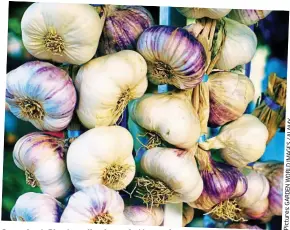  ??  ?? Succulent: Plant garlic cloves in November