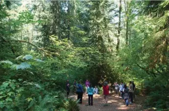  ?? KAREN DUCEY/THE WASHINGTON POST ?? “Forest bathing,” spending time around trees, can provide a mental and emotional lift.