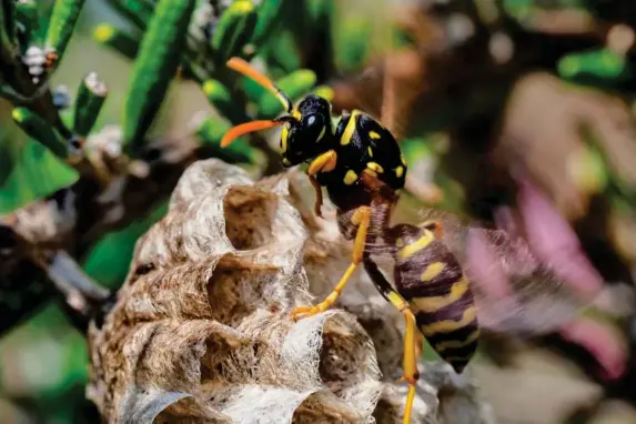  ?? (AFP/Getty) ?? Busy bee-like beings: pollinatio­n is just one of their vital roles in nature