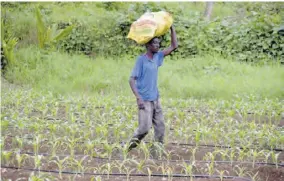  ?? (photo: Karl mclarty) ?? In this file photo, a farmer carries produce on his head. Lenworth Fulton, president of the Jamaica Agricultur­al Society, says more attention needs to be placed on the farming sector to modernise it in an effort to attract young people.