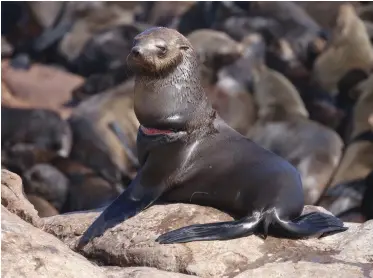  ?? DR TESS GRIDLEY Sea Search-Namibian Dolphin Project (CC Colony Survey) ?? HUNDREDS of Cape Fur seals are in extreme danger of being entangled in fishing lines and nets each year, as result of plastic pollution, causing horrific injuries and many slow, painful deaths. |