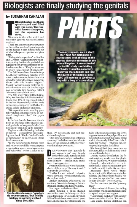  ?? ?? Charles Darwin wrote: “genitals do not concern us,” but wildlife biology has greatly evolved since the 1800s. “So many vaginas, such a short life,” says one biologist in a raucous new book (below) on the dizzying diversity of females in the animal kingdom. A new school of scientific study is rethinking behavior as much as anatomy, observing that a female lion (like the queen of the jungle at near right) will mate up to 100 times a day with a bevy of male suitors.