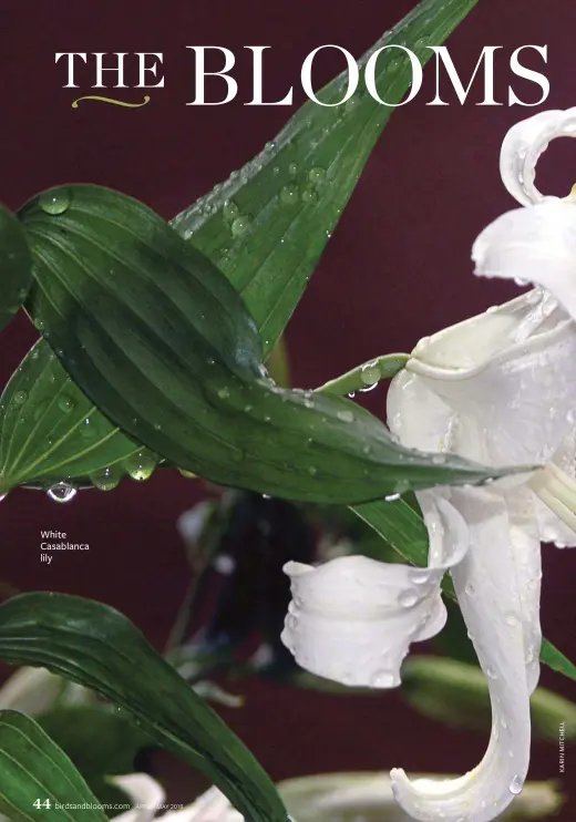  ??  ?? White Casablanca lily