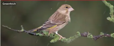  ?? ?? Greenfinch