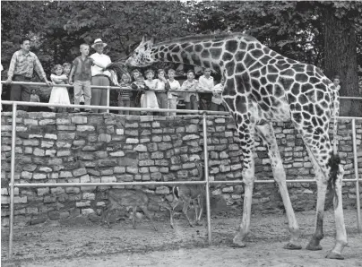  ?? THE COMMERCIAL APPEAL ?? The zoo was crowded on May 19, 1954, with visitors from throughout the Mid-south, many of them youngsters who already had started their summer vacation from school. One of the main zoo attraction­s was Mae, the giraffe, who craned her neck to find out what Jimmy Wayne Crabtree, 7-year-old son of Mr. and Mrs. Estle Crabtree of Saffell, Ark., was holding in his hand.