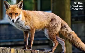  ??  ?? On the prowl: An urban fox