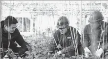  ?? PROVIDED TO CHINA DAILY ?? Power grid technician­s guide a grower on safe electricit­y use in Sishui county, Jining, Shandong province, in March.